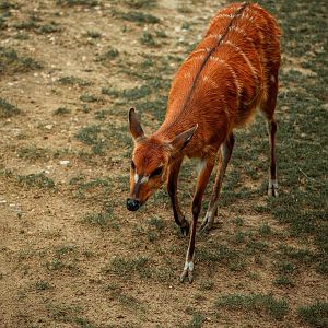 Western Sitatunga