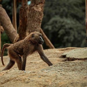 Olive Baboon