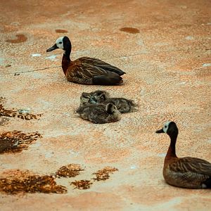 White-Faced Whistling Duck