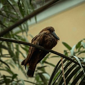 Hamerkop