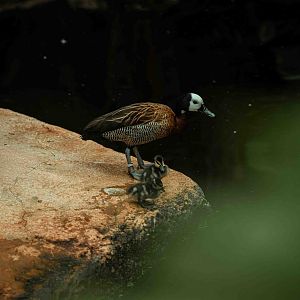 White-Faced Whistling Duck