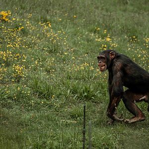 Chimp feeding