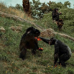 Chimp feeding