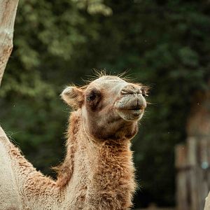 Bactrian Camel