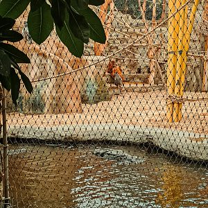 Orang / Hulman / Otter indoor