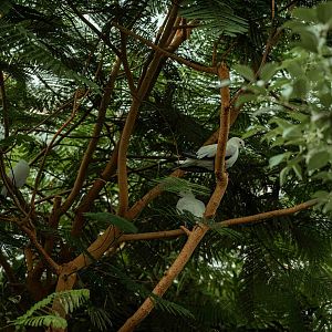 Pied Imperial Pigeon and Bali Myna