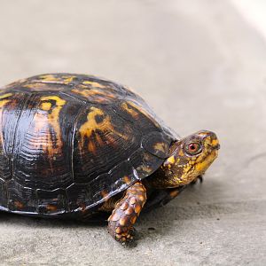 Eastern Box Turtle