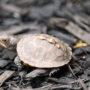 Eastern Box Turtle Hatchling