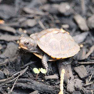 Eastern Box Turtle Hatchling