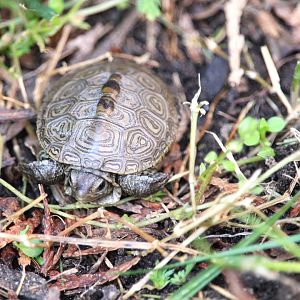 Northern Diamondback Terrapin Hatchling