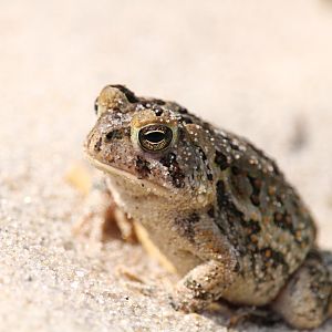 American Toad