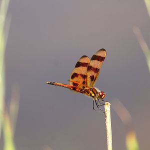 Halloween Pennant