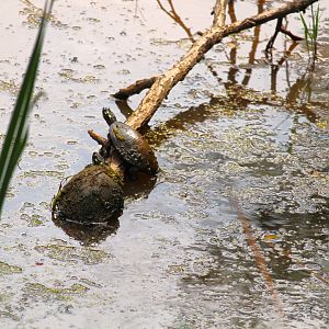 Eastern Painted Turtles