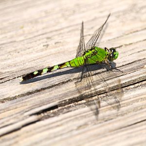 Eastern Pondhawk