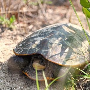 Northern Diamondback Terrapin