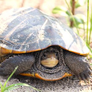 Northern Diamondback Terrapin