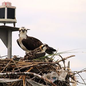 North American Ospreys