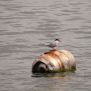 Common Tern
