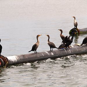 Northern Double-crested Cormorants
