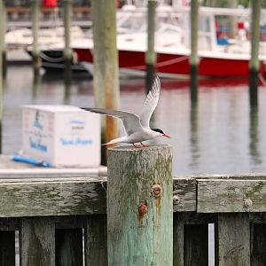 Common Tern