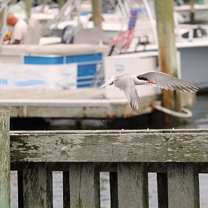 Common Tern
