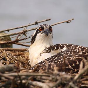 North American Osprey