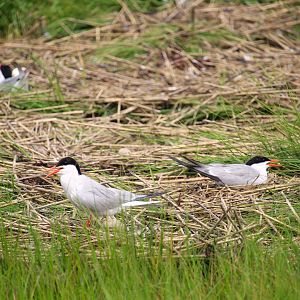 Common Terns Nesting