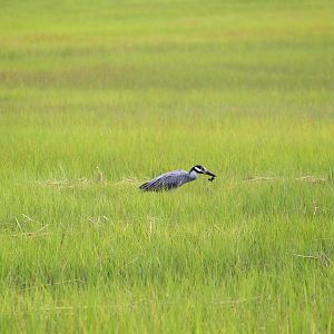 Eastern Yellow-crowned Night-Heron with Fiddler Crab