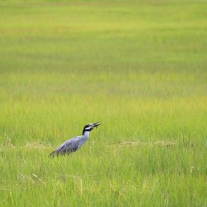 Eastern Yellow-crowned Night-Heron with Fiddler Crab