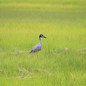 Eastern Yellow-crowned Night-Heron