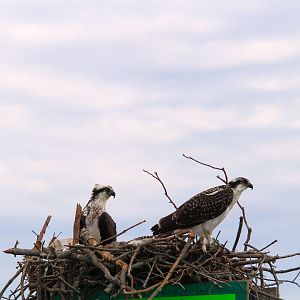 North American Ospreys