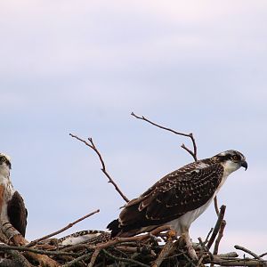 North American Ospreys