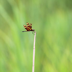 Halloween Pennant
