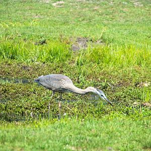 Northeastern Great Blue Heron Juvenile
