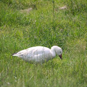 Greater Snow Goose