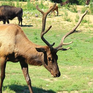 Americas - Roosevelt Elk