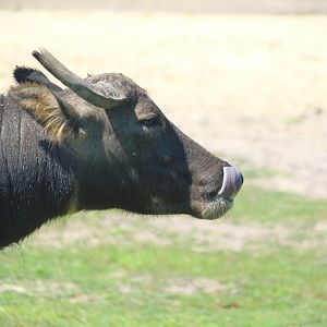 Afrikka - Water Buffalo