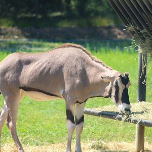 Wilde Plains - Beisa Oryx