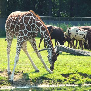 Wilde Plains - Giraffe