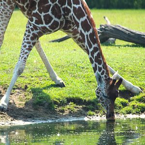 Wilde Plains - Giraffe