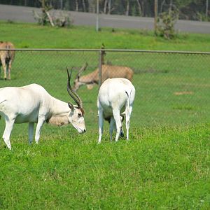 Serengeti Grasslands - Addax