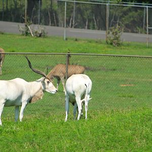 Serengeti Grasslands - Addax
