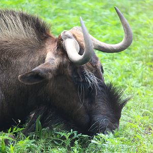 Serengeti Grasslands - Black Wildebeest