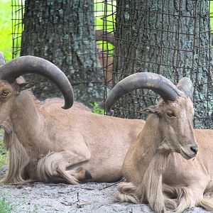 Serengeti Grasslands - Barbary Sheep