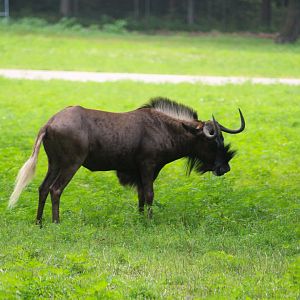 Sergengeti Grasslands - Black Wildebeest
