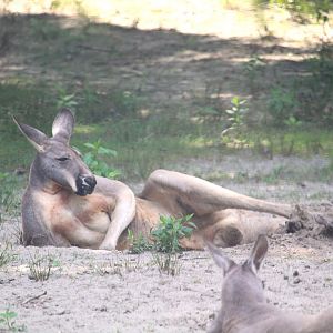 Didgeridoo Pass - Red Kangaroo