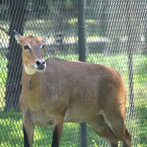 Tigris Asiana - Nilgai