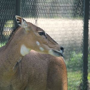 Tigris Asiana - Nilgai