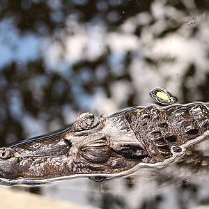 Caiman Corner - Spectacled Caiman