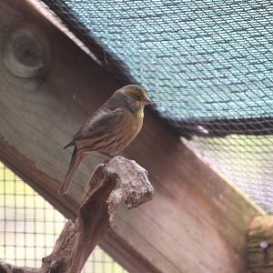 Aviary - Domestic Canary (?)